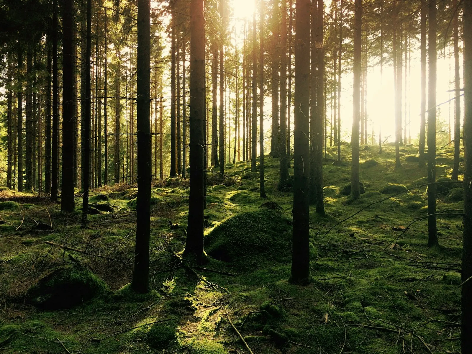Kiefernwald, Sonnenlicht auf moosigem Boden